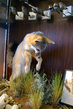 Fox Exhibit